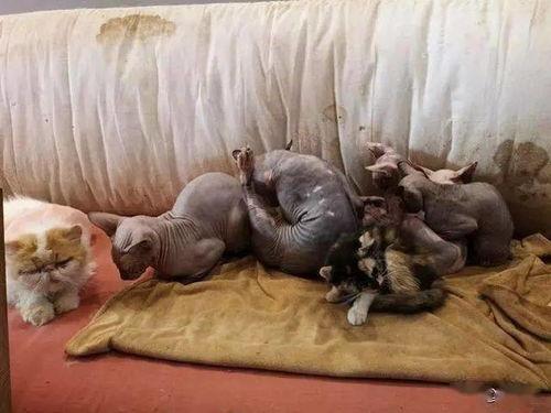 猫老板被爆料视频在线观看